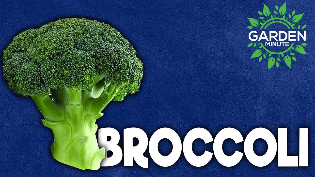 How to grow Broccoli from Seed to Harvest Garden Minute YouTube