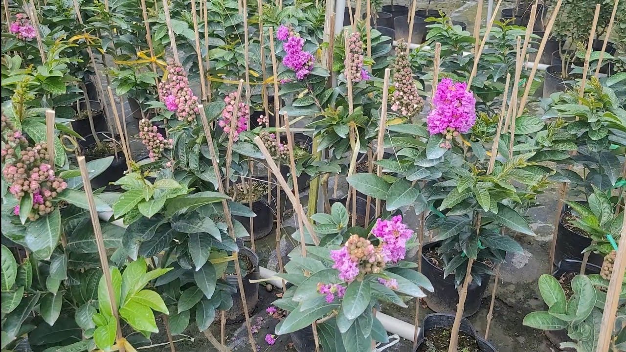 Bằng lăng thái siêu bông giá tại vườn bao ship lh:0939321583