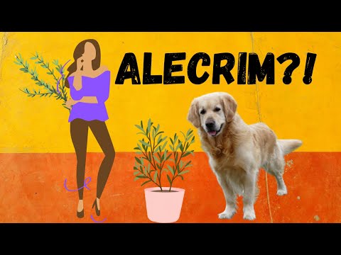 Vídeo: O que é a medicação de Albon para cães usados para?