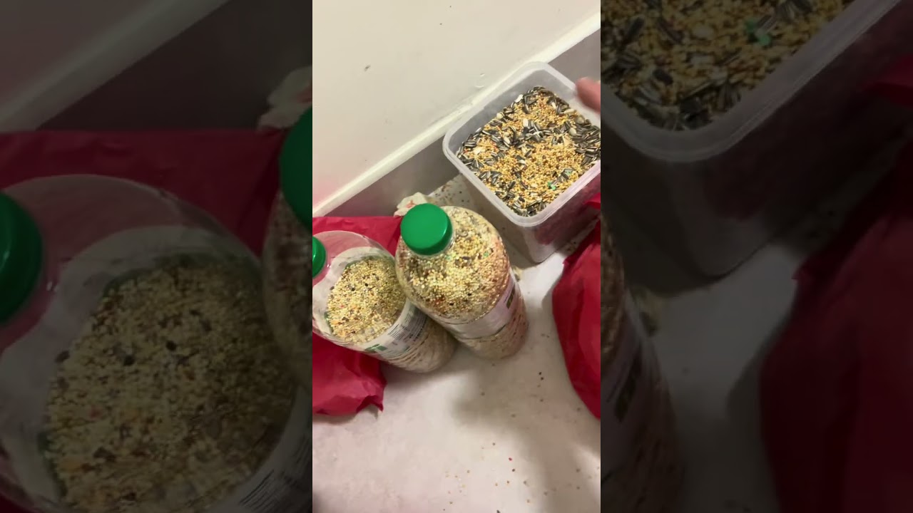 جهزت أقفاص زوج الكوكتيل و زوج البادجي.. شوفو كيف صارت حلوه 😱