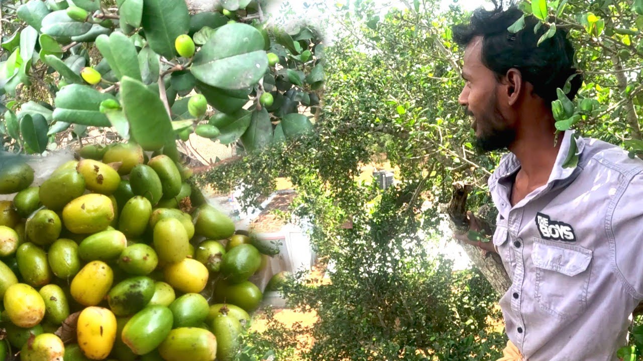 Village Rare Fruit Harvesting Adventure video..! பாலபழம் #NatureFruit