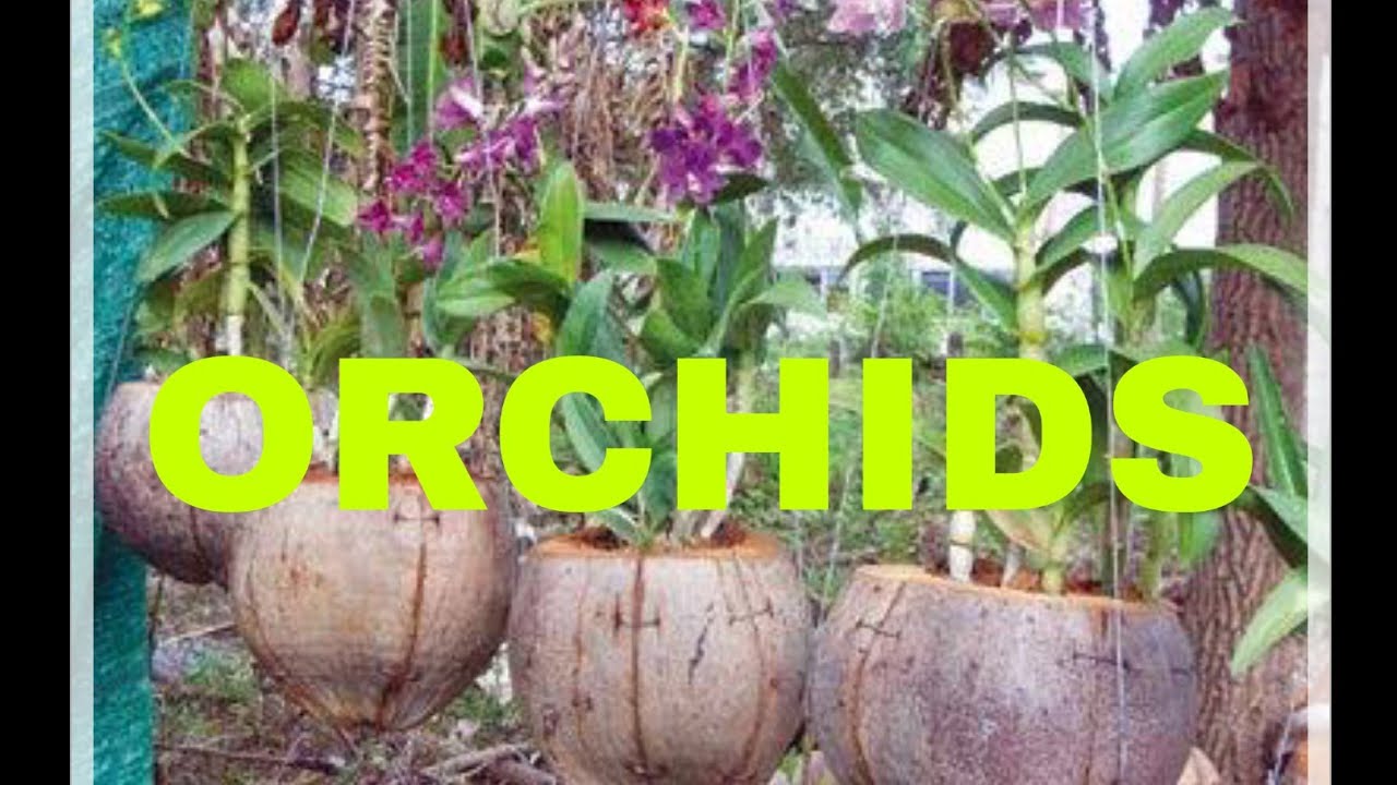 HOW TO MAKE COCONUT POT FOR PLANTING ORCHIDS 
