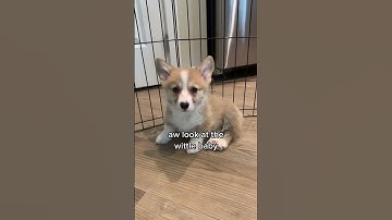Baby corgi growing up into a big baby corgi