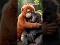 Look at Punch face, I would cried | He was rejected by his own kind... until he found this