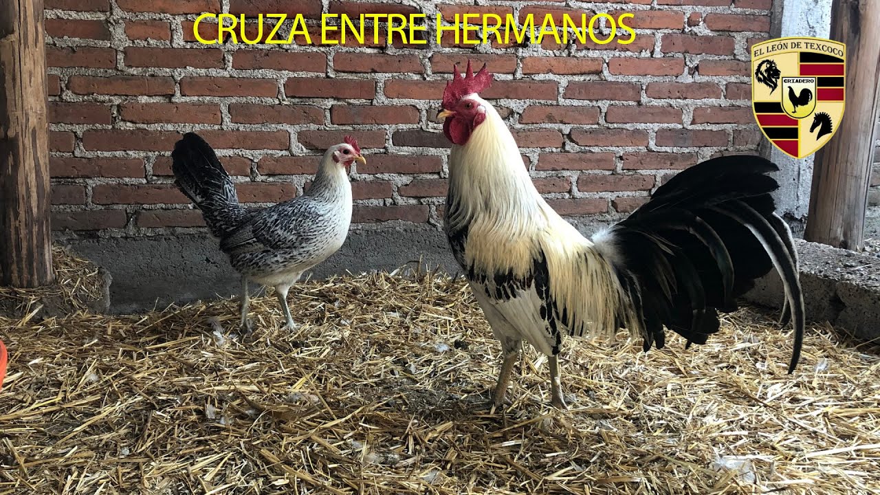 Cruza entre hermanos| Consanguinidad parte 2|Leon de texcoco