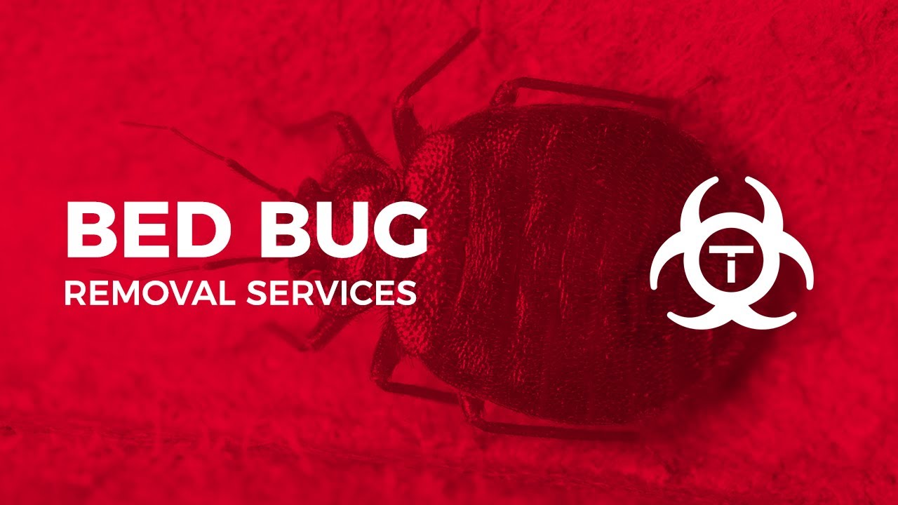 Bed Bug Removal & Bed Bug Pest Control in Singapore - ProServ Pest