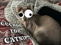 FUNNY CATS - FIRST TIME WITH CATNIP - TRY NOT TO LAUGH