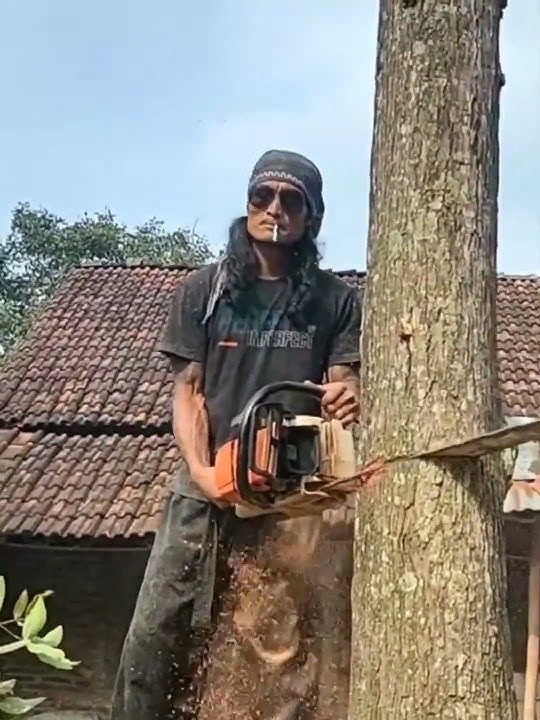 Stihl MS 381 chainsaw cutting down a mahogany tree