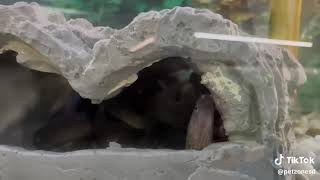 🐍 Indian Mud Moray Eel (Gymnothorax tile) 🐍