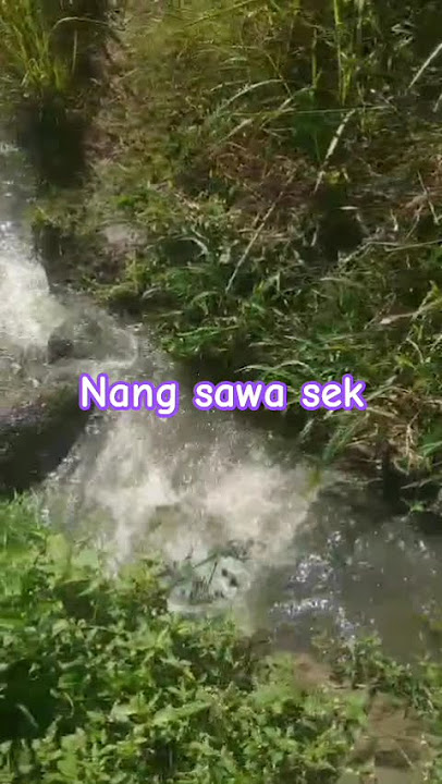 nok sawa ngolor banyu sek