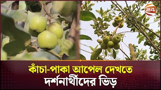 বাংলাদেশের মাটিতে আপেল ফলিয়ে তাক লাগিয়ে দিলেন দম্পতি | Apple Cultivation | Channel 24