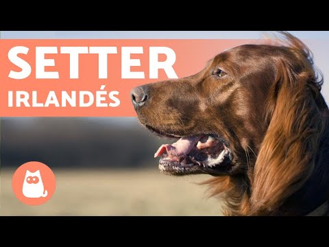 Video: Setter Irlandés Rojo Y Blanco Raza De Perro Hipoalergénico, Salud Y Duración