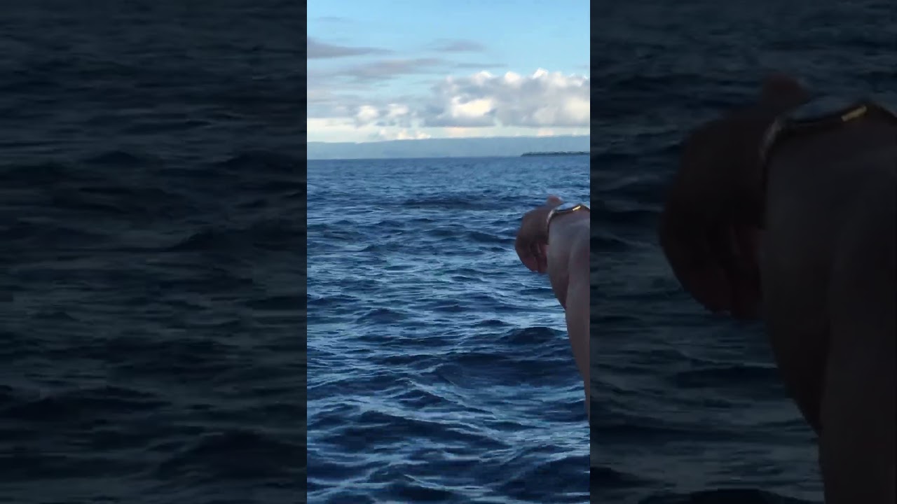 Dolphin watching In Cebu 