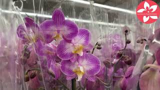 Обзор орхидей в магазине Оби город Москва