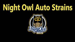 Night Owl Seeds - Cannabis Strain Series