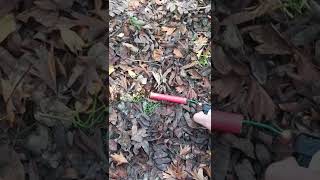 Download Lagu Pirate Bomb MP3