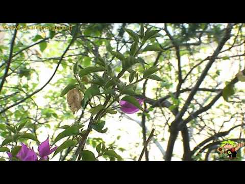 Video: Potatura Chubushnik: Uno Schema Per Potare Il Gelsomino Dopo La Fioritura. Come Tagliare Correttamente La Corona Con Una Palla? Hai Bisogno Di Tagliare In Estate, Primavera O Autun