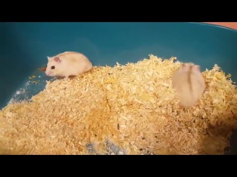 Video: Životné Prostredie škrečkov: Kde žijú škrečky