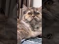 Lily Predicts The Future!! 💗✨☝️ #cat #catentertainment #catmusic #cute #catvideos #viral #music