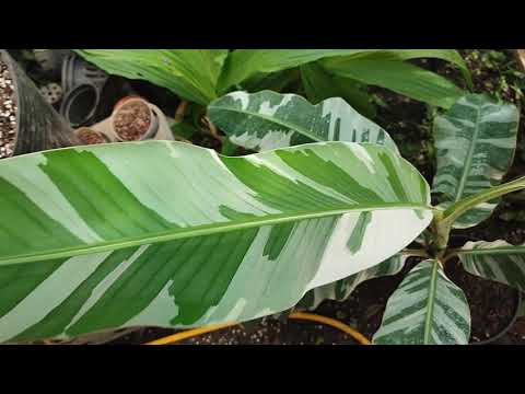 Video Chuối florida var - youtube