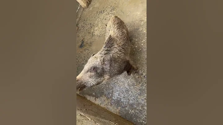 Amazing Wild Boar in Farm 🐗 #pig #boar #hog #viral #animal #wildpig #wildboar #wildlife #farmlife