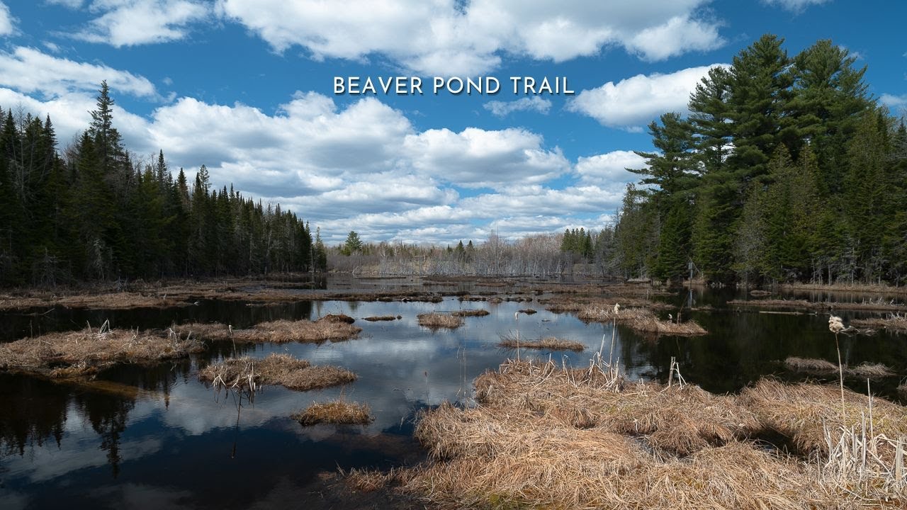 Mactaquac Beaver Pond Trail