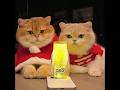 This Cat Stole More Than Just Food – You Won’t Believe What Happens Next!#cat #shuorts #pet