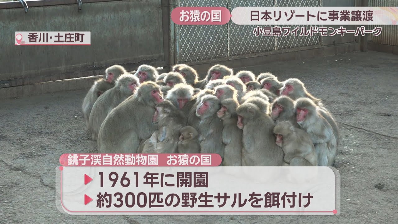 休園中の「お猿の国」 大阪市の日本リゾートに事業譲渡へ 香川・小豆島