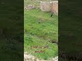 کاش بیر اوشاق اولایدیم