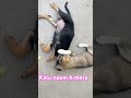 कालू नाम ह मेरा #pets #dog #funny #facts #masti #doglove #travel #tranding #explore #funpost