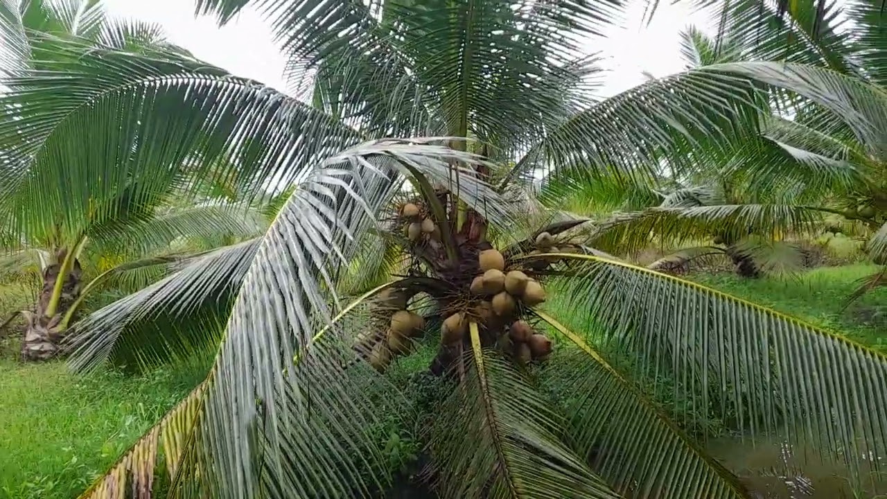 Kính Chào anh chị em đã chia sẽ vườn dừa của em rất cảm ơn 