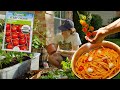 from seed to supper: the life of a cherry tomato