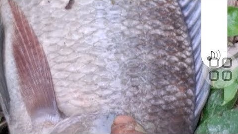 Câu cá rô phi ngay ổ cá ăn vũ bão cong cần rít cước 