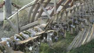 The Gray Whale Skeleton near Long Beach, Washington