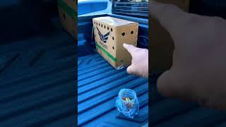 การรอคอยที่ตื่นเต้น In the box #smallfarm #farming #lifeisbutadream #rurallife #asmr