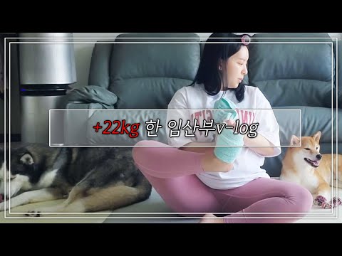 30주 임산부 V-log [시베리안허스키(Siberian husky,シベリアンハスキー), 시바견(Shibainu,柴犬), 믹스견백설]
