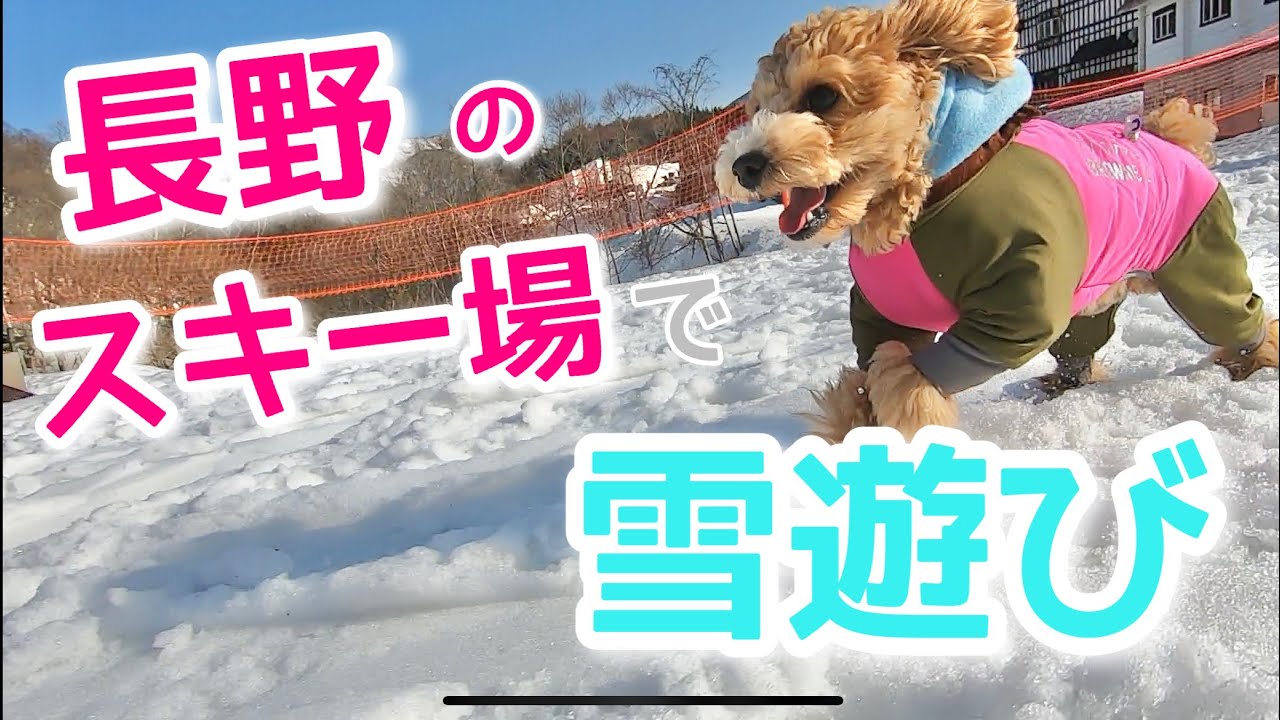 愛犬とスキー場で雪遊びしてきた 長野県旅行 前編 白馬村 トイプードル 犬とおでかけ Youtube