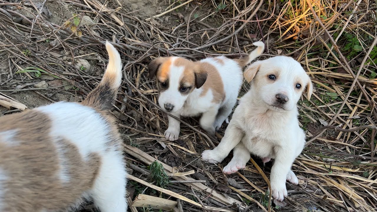 Yavru Köpekleri Otağın Yanında Güneşlenirken Bulduk