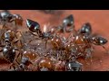 MACROVIDEO: Crematogaster ants eating an earthworm