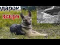 КОП МЕТАЛЛА! ОПЯТЬ Я ИХ НАШЕЛ!!! 🦌