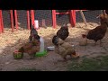 Silicon Valley chickens part of growing backyard coop trend Silicon Valley chickens part of growing backyard coop trend