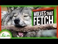 These Adorable Wolves Play Fetch – And Defy Dogma | SciShow News