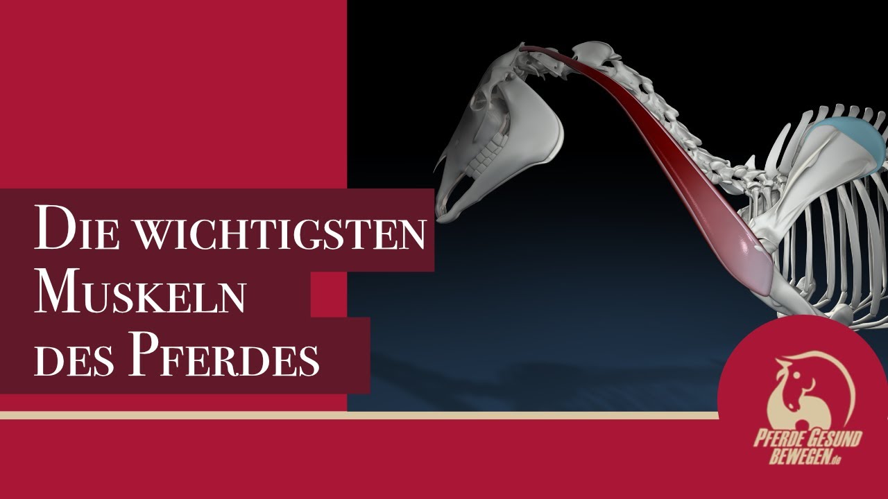 Wichtige Muskeln des Pferdes - Muskeln an Hals und Kopf