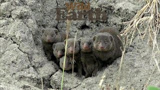 WildEarth - Sunrise Safari - 9 May 2020