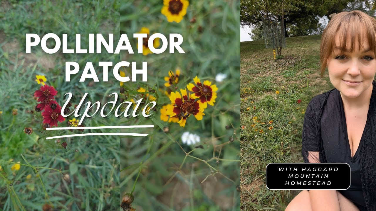 Pollinator Patch Update (Over 100k seeds) - YouTube