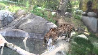 Jaguar at Los Angeles Zoo