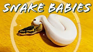 Famous Hypo Clown Pied Ball Python Project - Cutting Snake Eggs - Triple Hets! Wealth