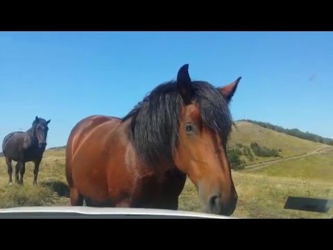 Video: Naj Spijo Konji [dol]