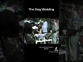 The dog wedding