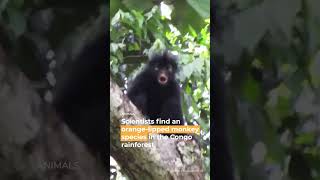 New orange-lipped monkey species in the Congo rainforest